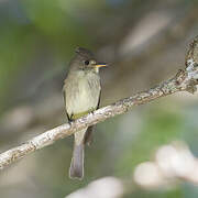 Northern Tropical Pewee