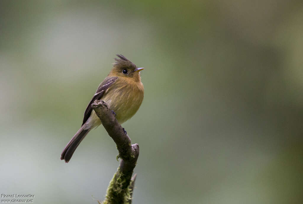 Northern Tufted Flycatcheradult, identification