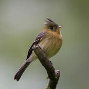 Northern Tufted Flycatcher