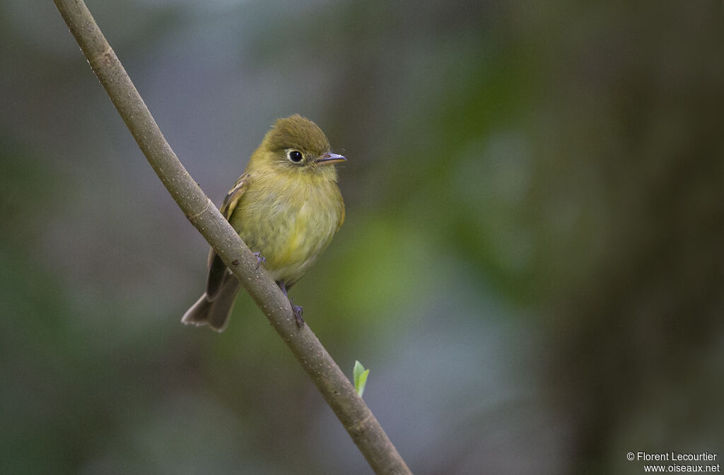 Yellowish Flycatcher