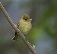 Yellowish Flycatcher