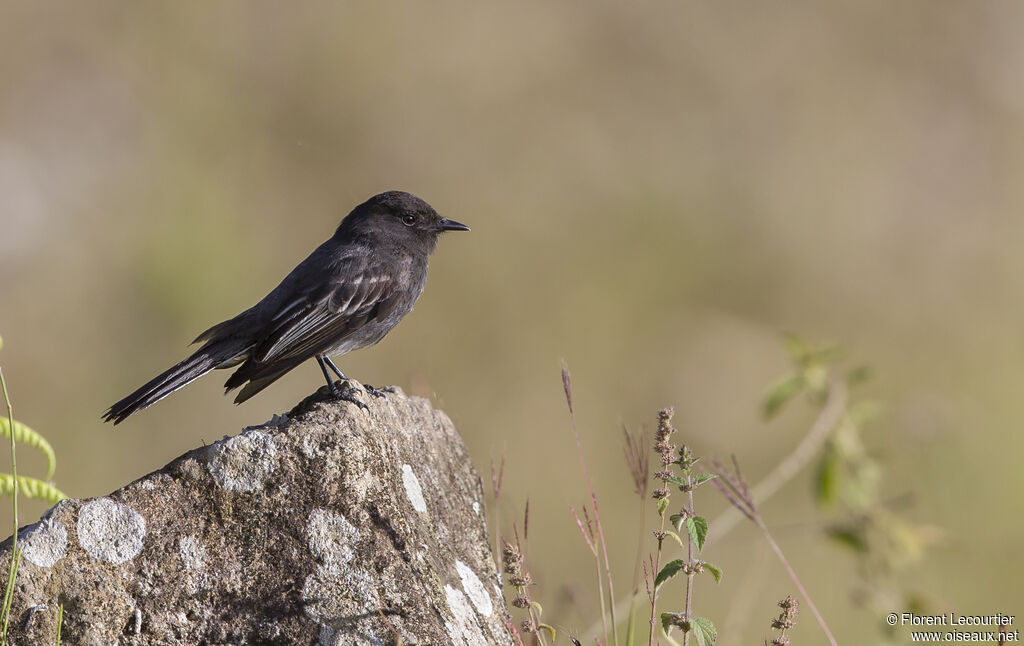 Black Phoebe