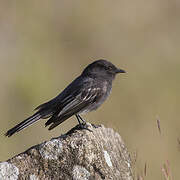 Black Phoebe