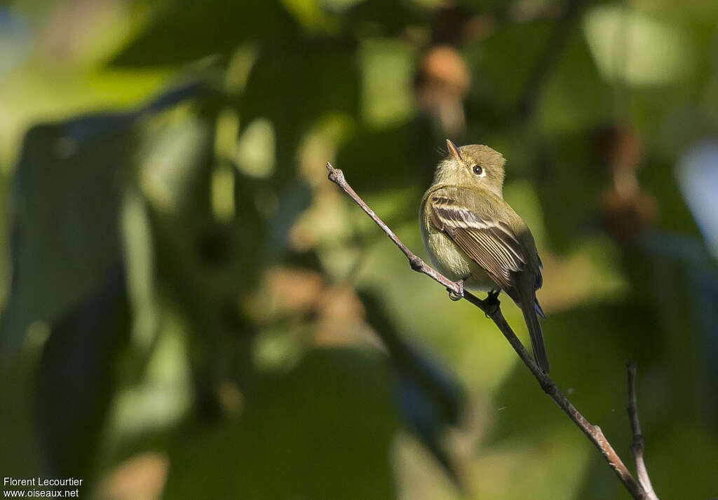 Western Flycatcheradult, identification