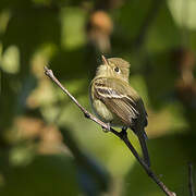 Western Flycatcher