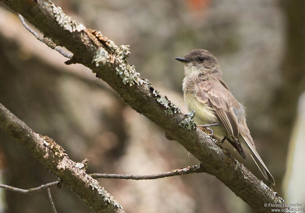 Eastern Phoebe