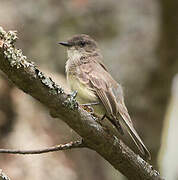 Eastern Phoebe