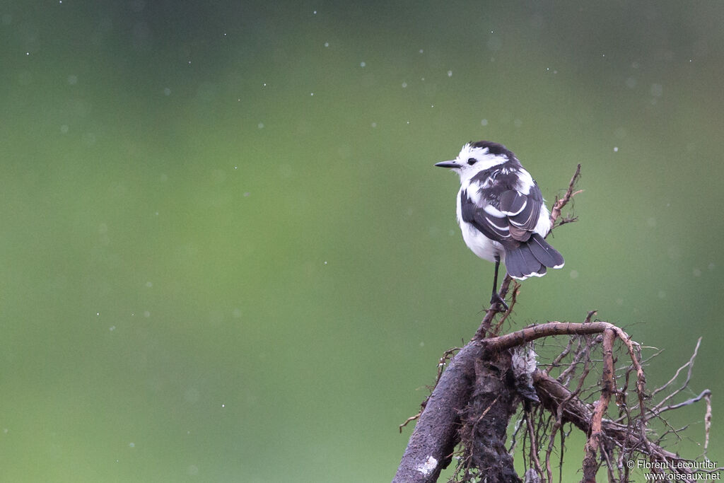 Pied Water Tyrant male adult