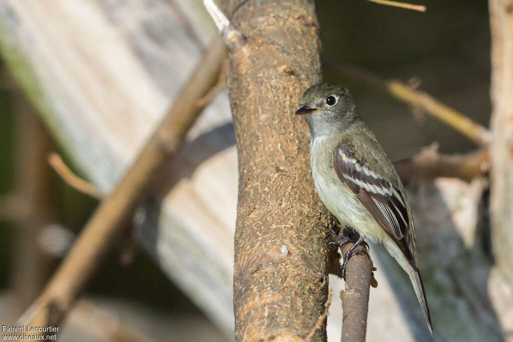 Least Flycatcheradult, identification