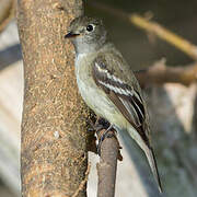 Least Flycatcher