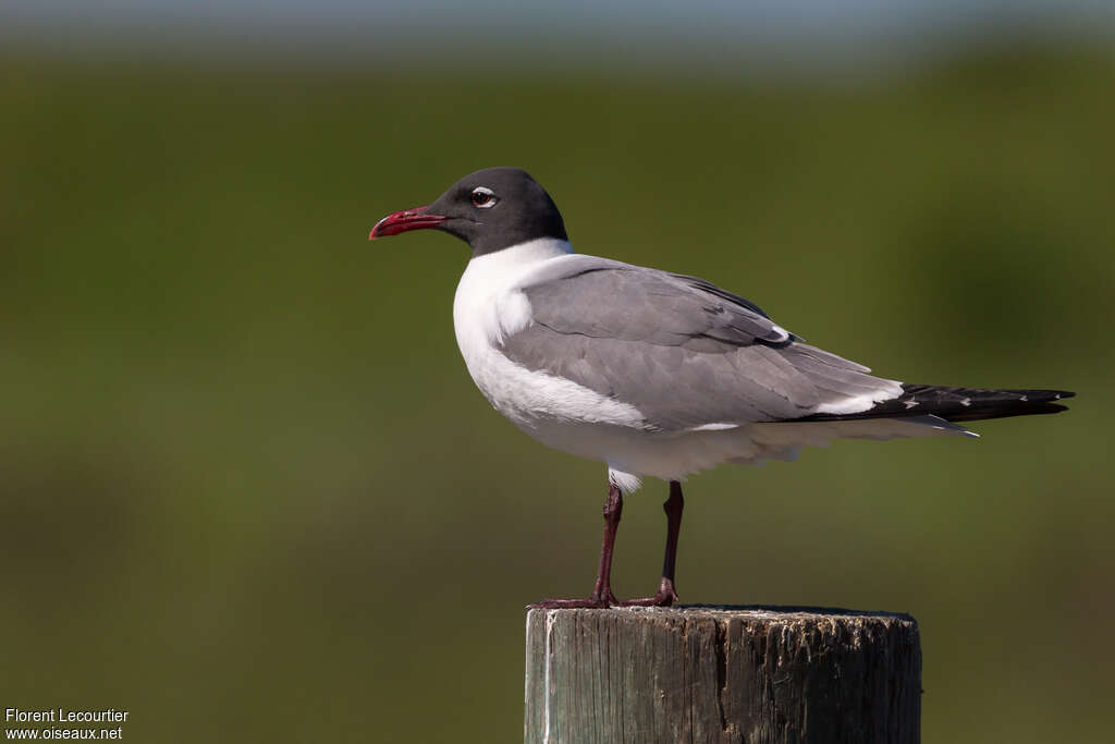 Mouette atricilleadulte nuptial, identification