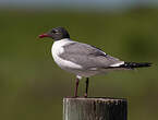 Mouette atricille