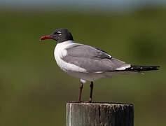 Laughing Gull