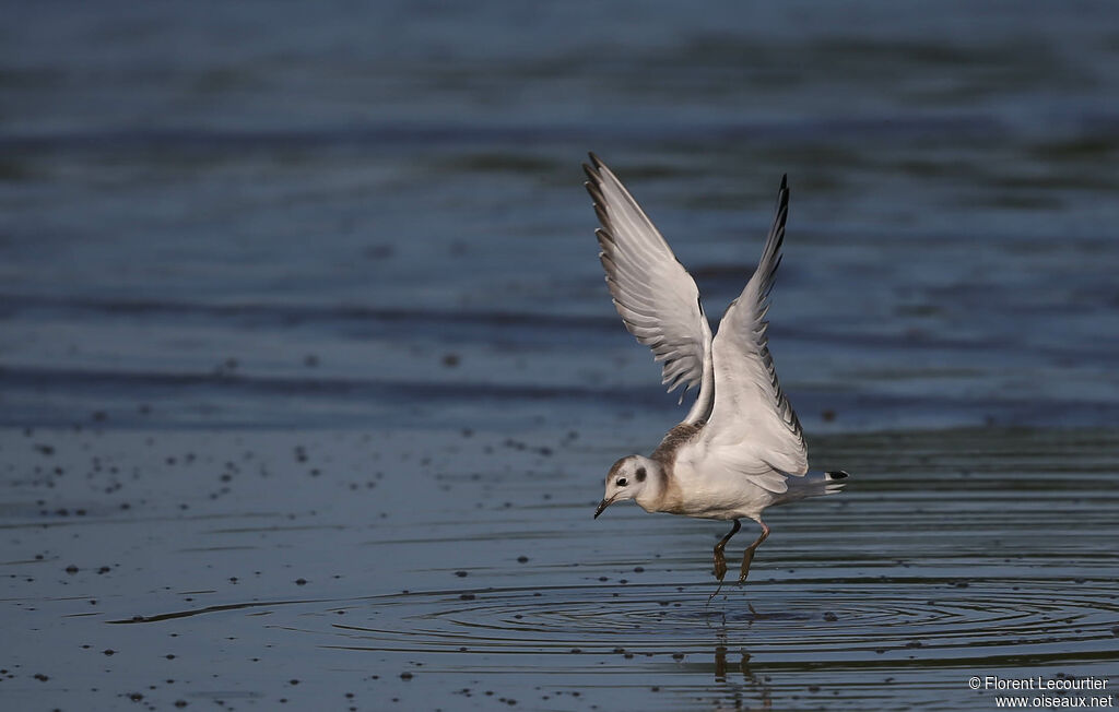 Mouette de Bonaparte