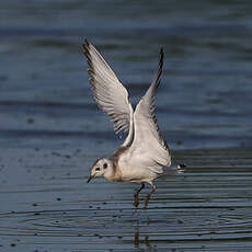 Mouette de Bonaparte