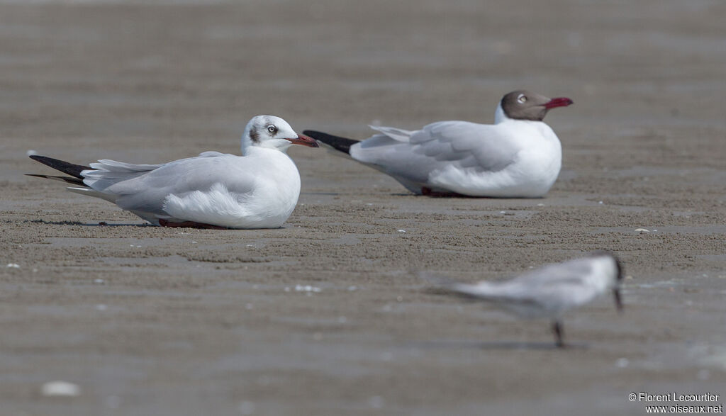 Mouette du Tibet