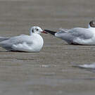 Mouette du Tibet