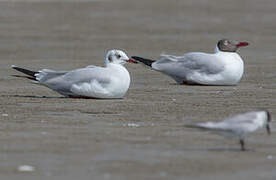 Mouette du Tibet