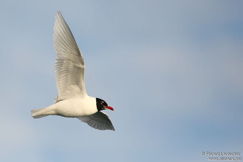 Mouette mélanocéphale