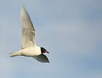 Mouette mélanocéphale