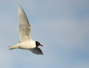 Mouette mélanocéphale