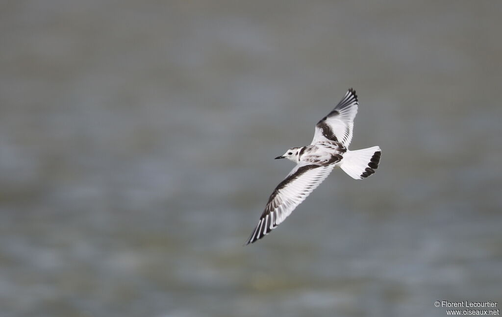 Little Gull