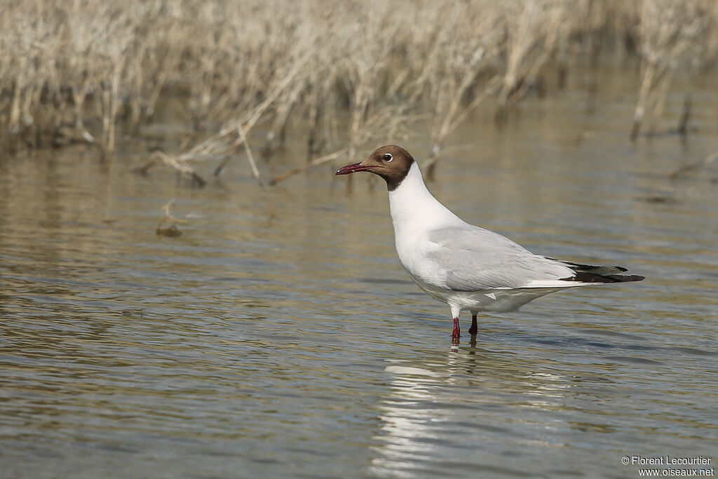 Mouette rieuse