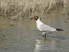 Mouette rieuse