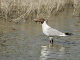 Mouette rieuse