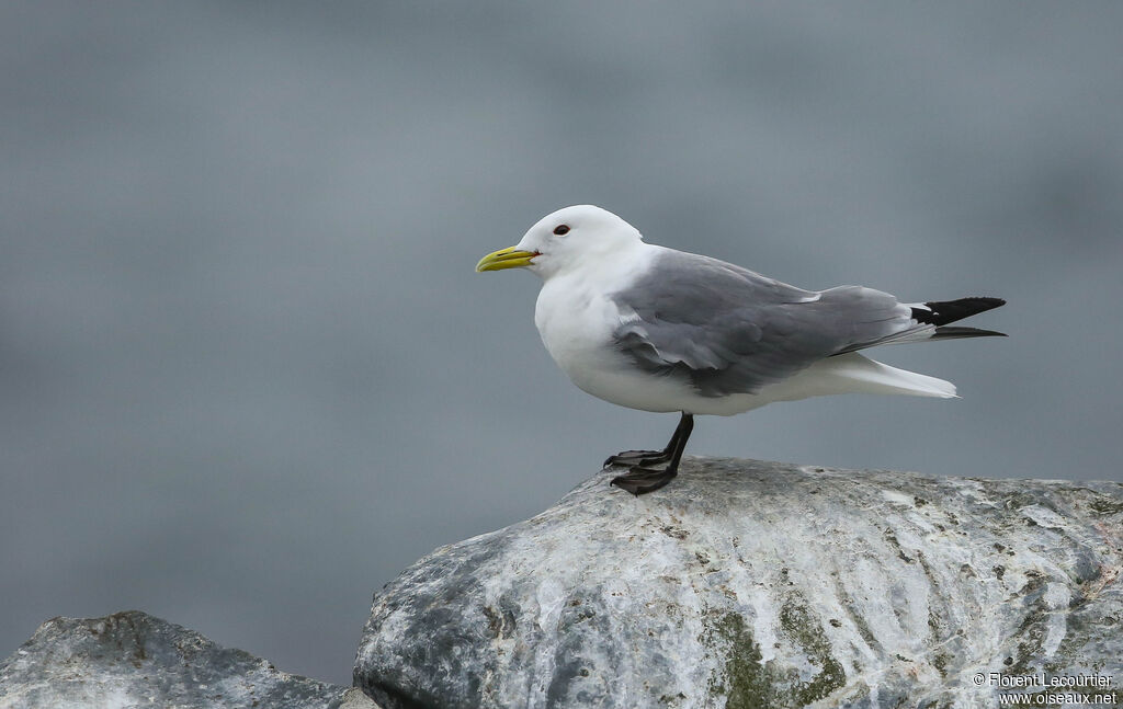 Black-legged Kittiwake