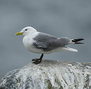 Black-legged Kittiwake