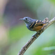 Rufous-bellied Antwren