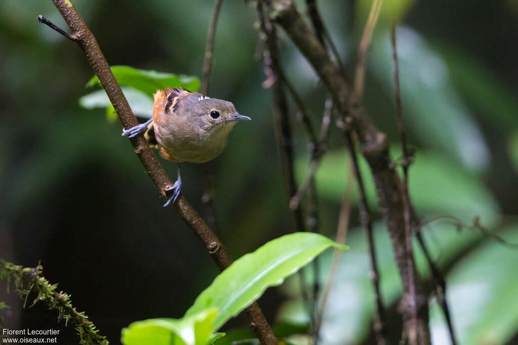 Rufous-bellied Antwren female adult