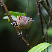 Rufous-bellied Antwren