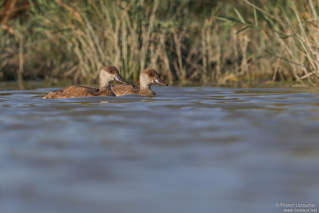 Red-crested Pochard