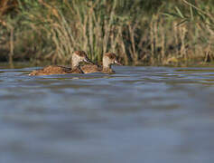 Red-crested Pochard