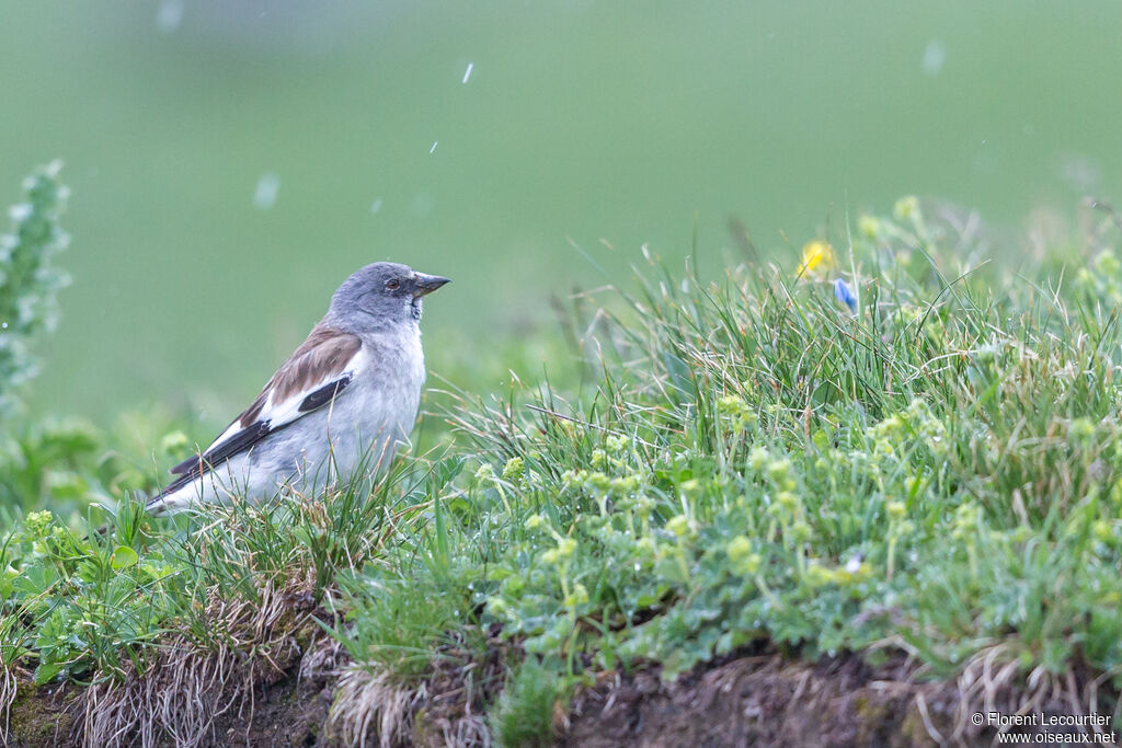 White-winged Snowfinchadult