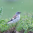 Niverolle alpine