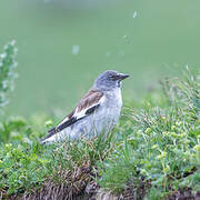 White-winged Snowfinch