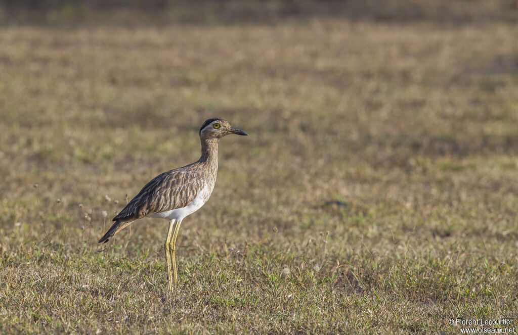 Double-striped Thick-knee