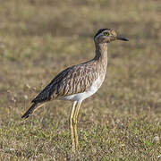 Double-striped Thick-knee