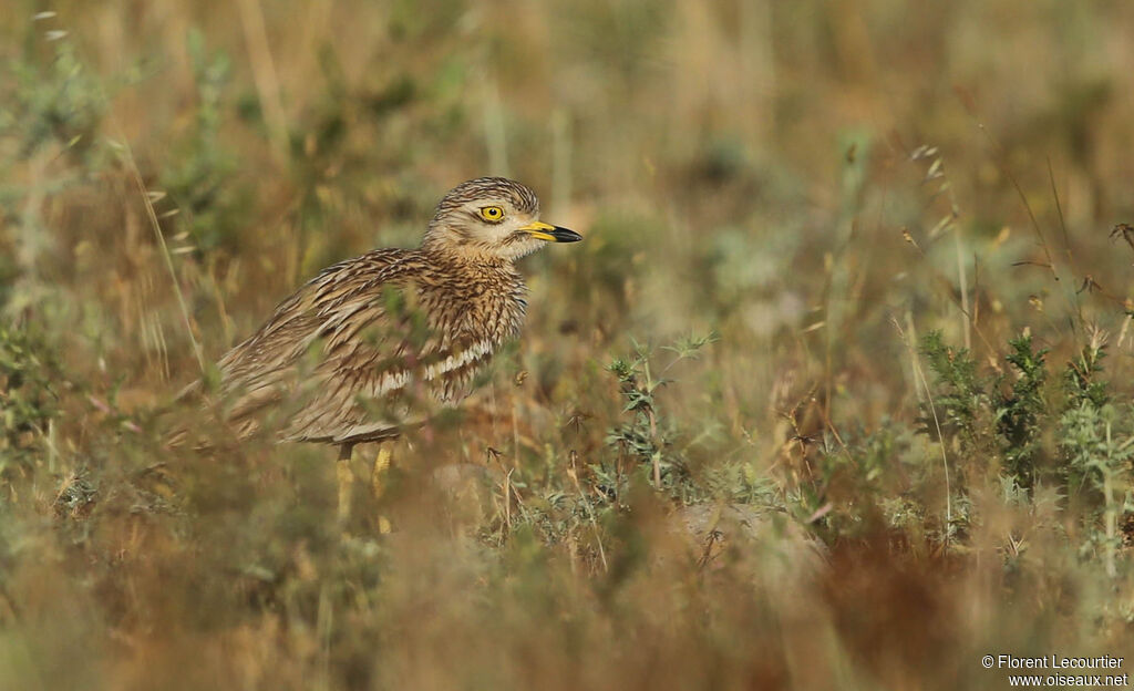 Eurasian Stone-curlew