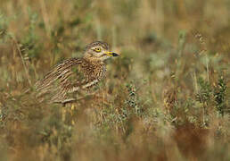 Eurasian Stone-curlew