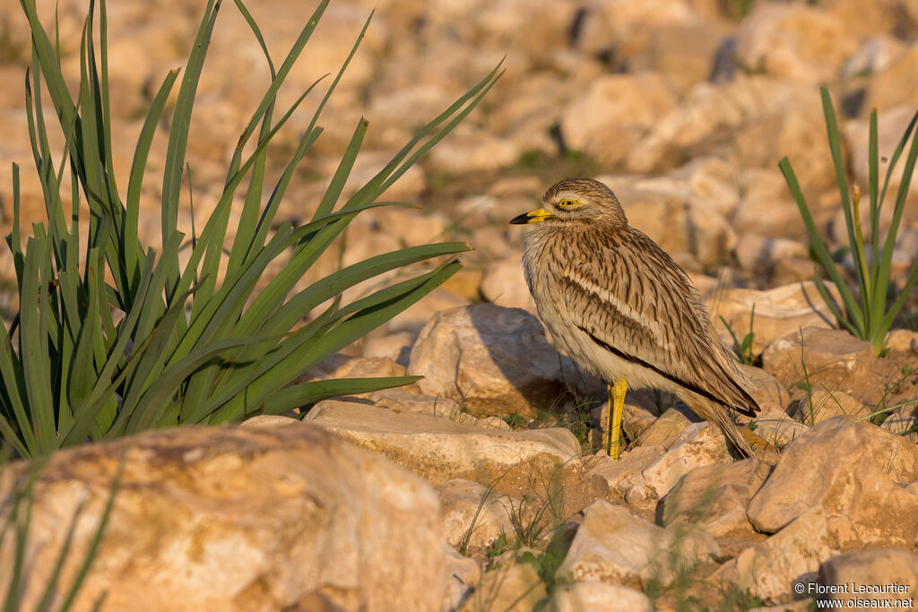 Eurasian Stone-curlew