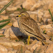 Eurasian Stone-curlew