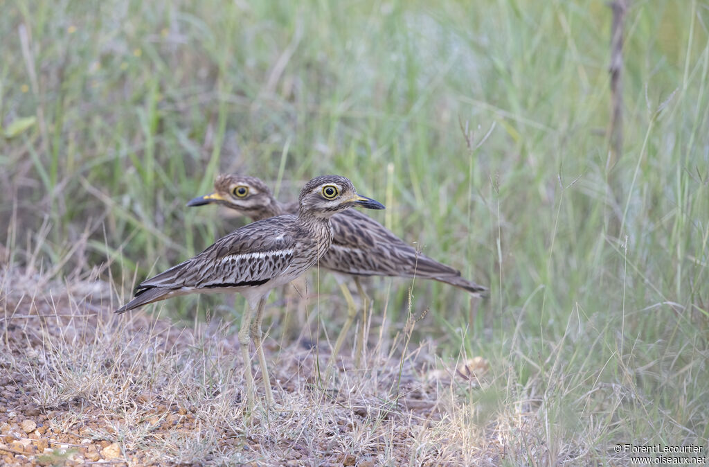 Indian Stone-curlew