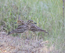 Indian Stone-curlew