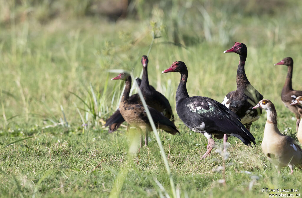 Spur-winged Goose