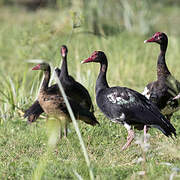 Spur-winged Goose