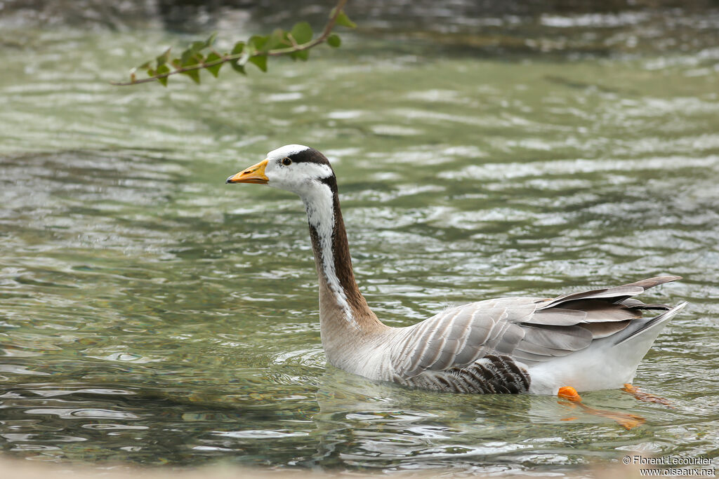 Bar-headed Goose